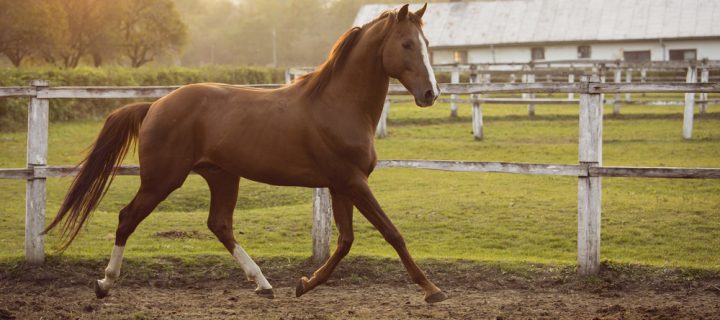 Preparing Your Horse For Summer