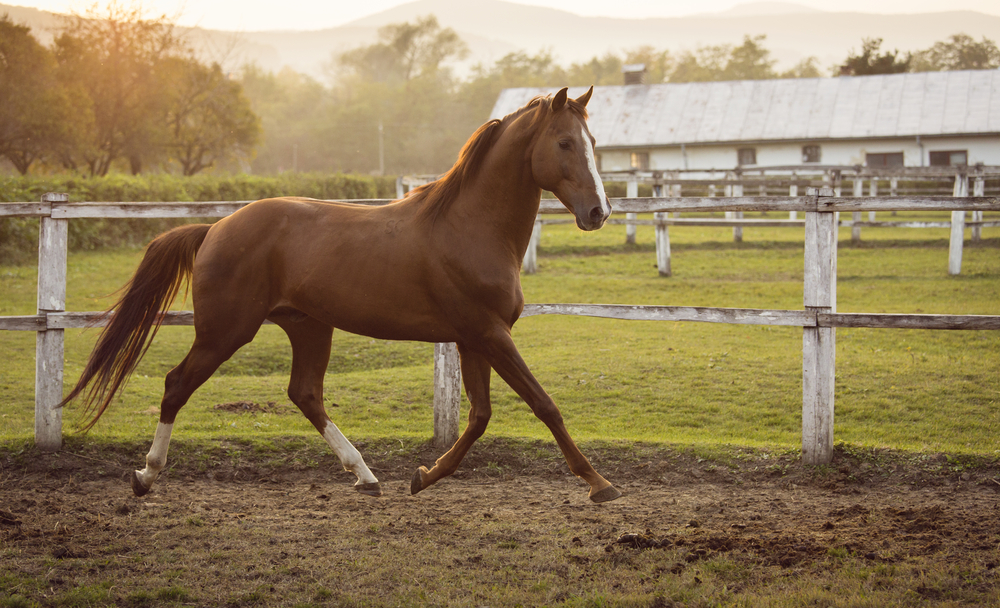 Preparing Your Horse For Summer