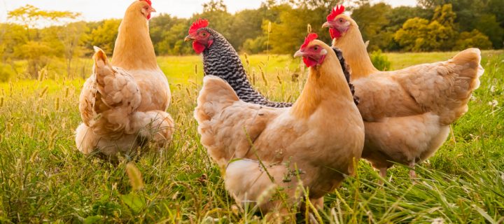 How To Keep Your Chickens Cool This Summer