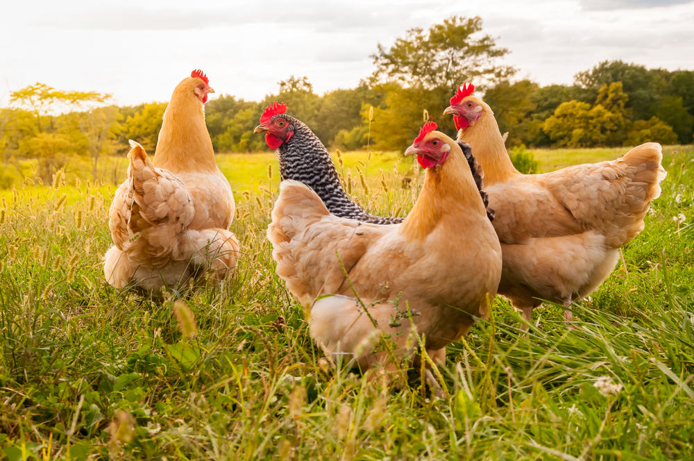 How To Keep Your Chickens Cool This Summer