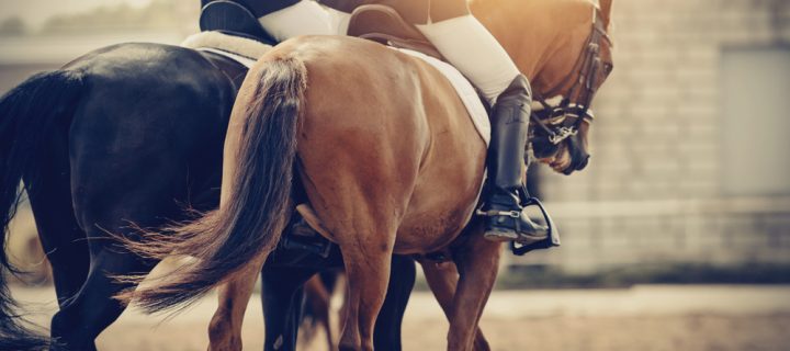 Top 7 Equestrian Sport Activities