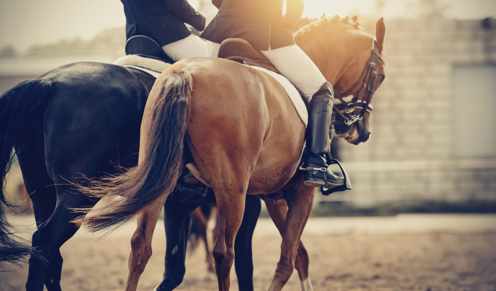 Top 7 Equestrian Sport Activities