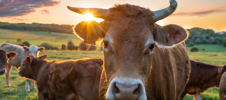 A Guide To Cubicle Bedding In Staffordshire This Summer