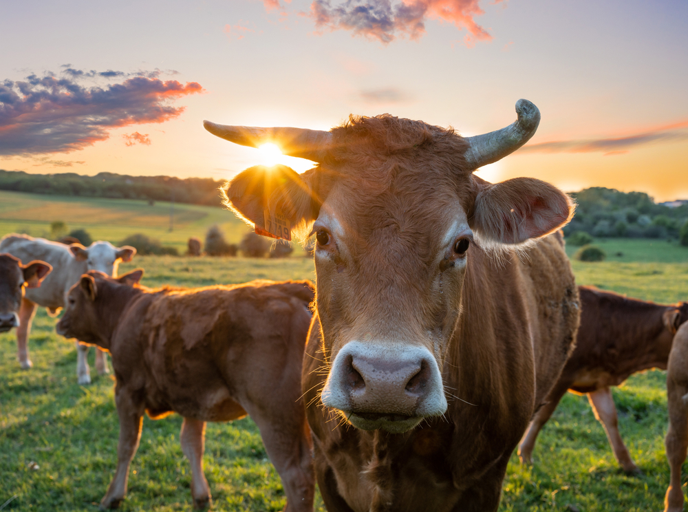 A Guide To Cubicle Bedding In Staffordshire This Summer