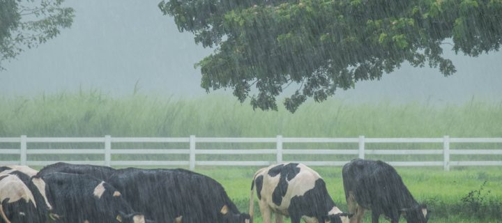 Your Cows During Periods of Rain