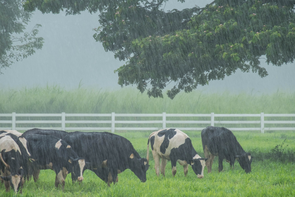 Your Cows During Periods of Rain