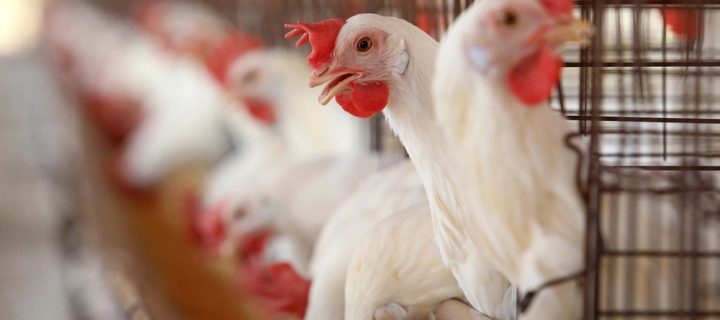 Encouraging Your Chickens To Use Their Poultry Bedding