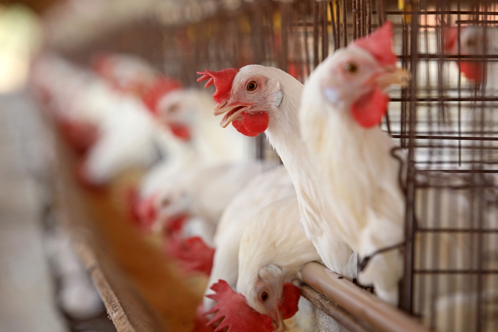 Encouraging Your Chickens To Use Their Poultry Bedding