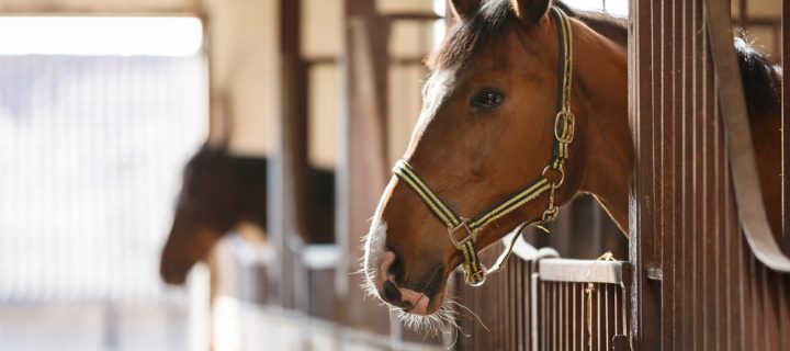 The Best Equine Bedding Conditions