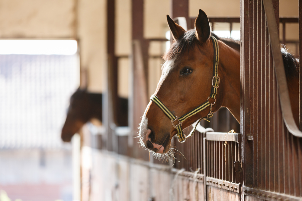 The Best Equine Bedding Conditions