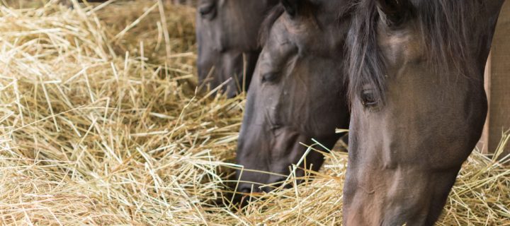 What’s The Best Bedding For My Horse?