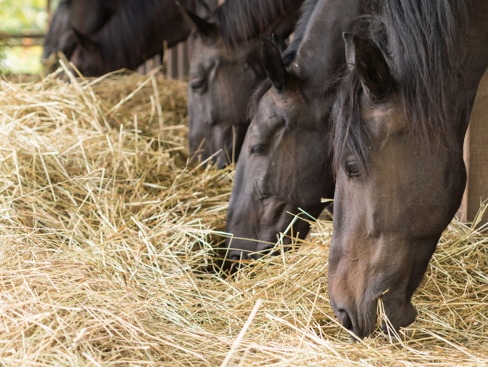 What’s The Best Bedding For My Horse?