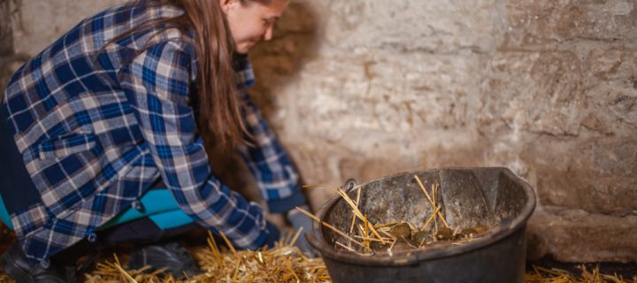 The Disadvantages of Straw Bedding for Horses